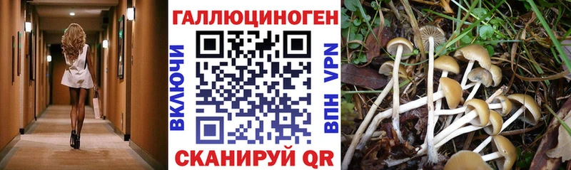 Купить где  Набережные Челны  Псилоцибиновые грибы Psilocybine cubensis 